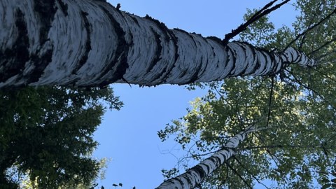 Birch trees and blue sky