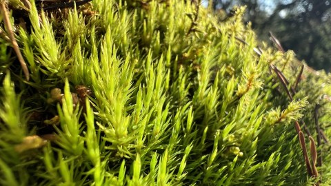 Mosses in green