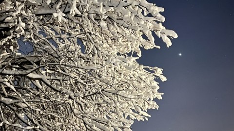 Kauniita lumisia puita pakkasiltana