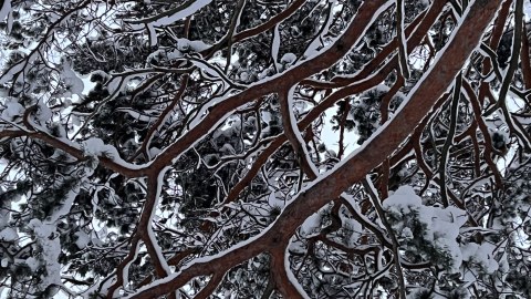 Luminen puu alhaalta päin nähtynä