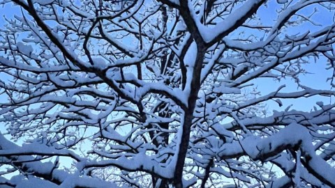 Lumen koristamat puun oksat kirkkaana talvipäivänä