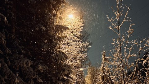 Lumisadetta metsän reunassa katulampun valossa