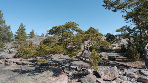 Rocks and pine tree