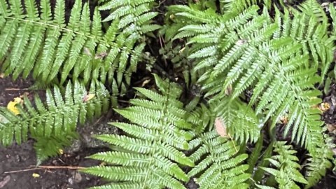 Ferns in forest