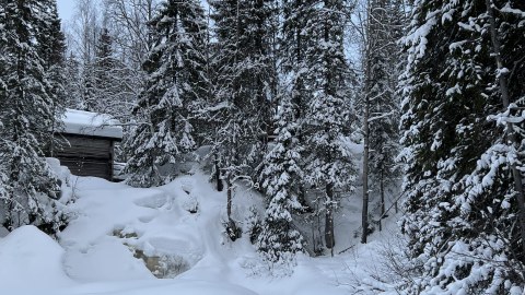 Luminen suomalainen metsämaisema