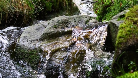 Babbling brook in forest