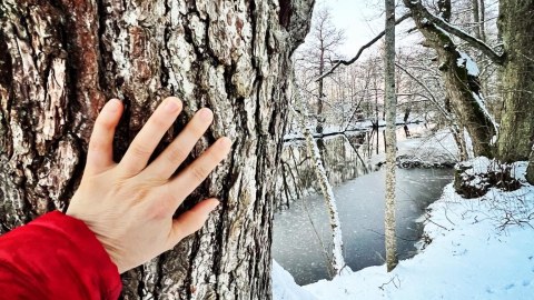 Käsi tunnustelee puun kaarnaa talvisessa metsässä