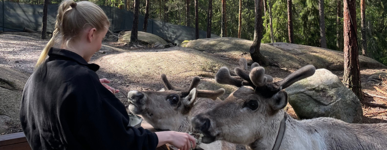 Girl feeding reindeers in forest
