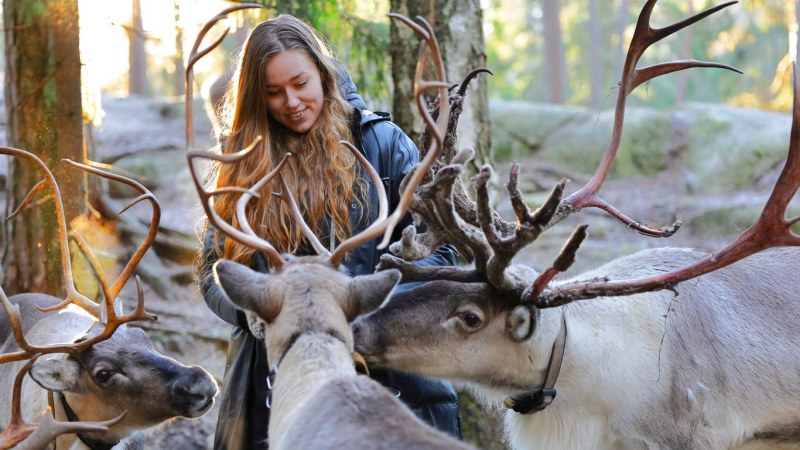 Nordic Adventure with Reindeers