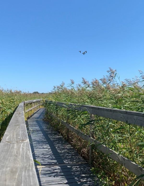 Wooden path trail with birds flying nearby