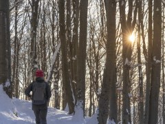 Kävelyä lumisessa metsässä