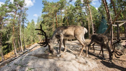 Reindeers eating from ground in Nuuksio Reindeer Park.