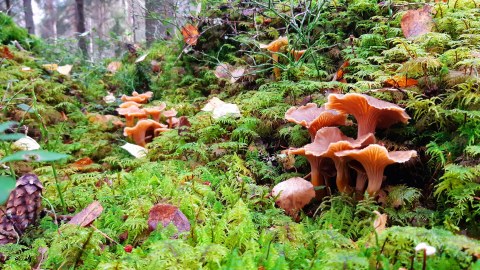 Mushroom Foraging in Nuuksio