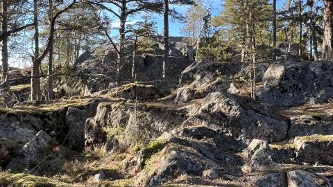 Kallioita ja käppyrämäntyjä Porkkalanniemessä