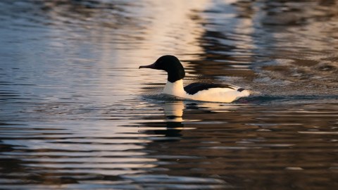 Merganser in the southern coast of Finland
