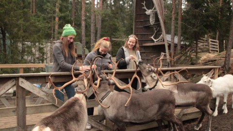 Three people feeding reindeers in Nuuksio Reindeer Park.
