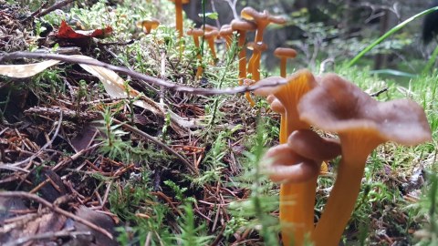 Mushrooms of the forest