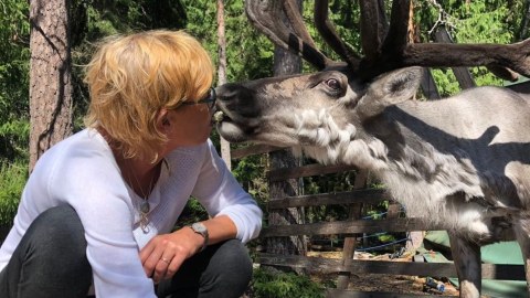 Reindeer Usva gives a kiss to the caretaker.