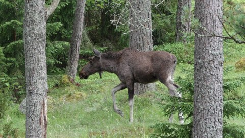Elks can be observed in the Boreal Taiga Forest
