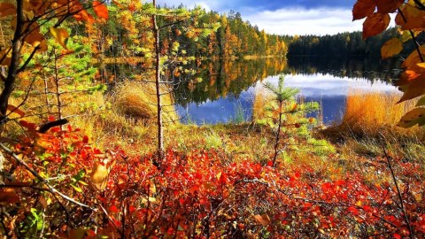 ruska autumn colors Nuuksio National park