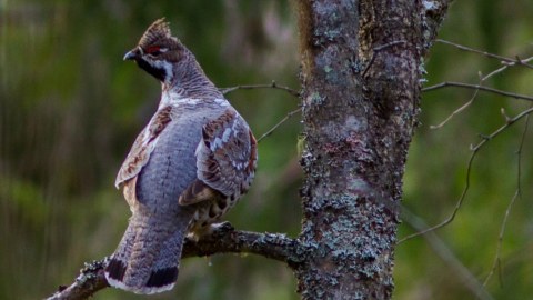 Hazel Grouse in the Boreal taiga forest of Southern Finland