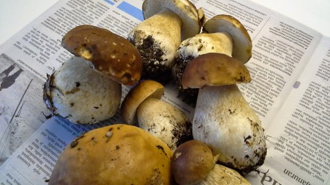 Mushroom picking