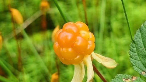 Cloudberry in Nuuksio National Park_Green Window Oy