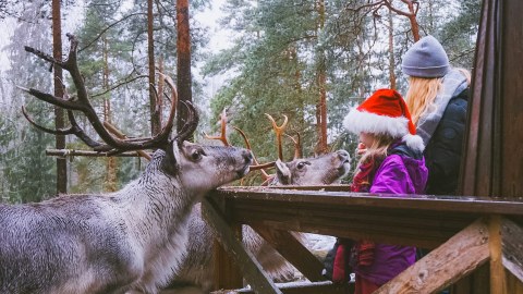 Reindeer feeding.