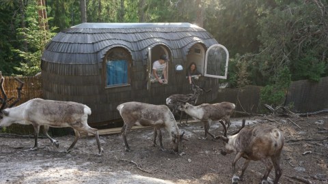 Igluhut in the Reindeer Park.