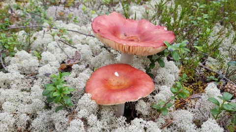 In late summer edible mushrooms delight our forest walk