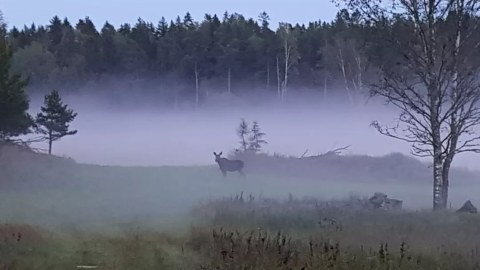 Misty landscape makes elk watching even more exciting