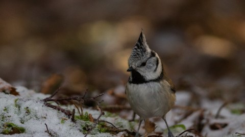 A Crested Tit is a typical small bird in the old-growth forests