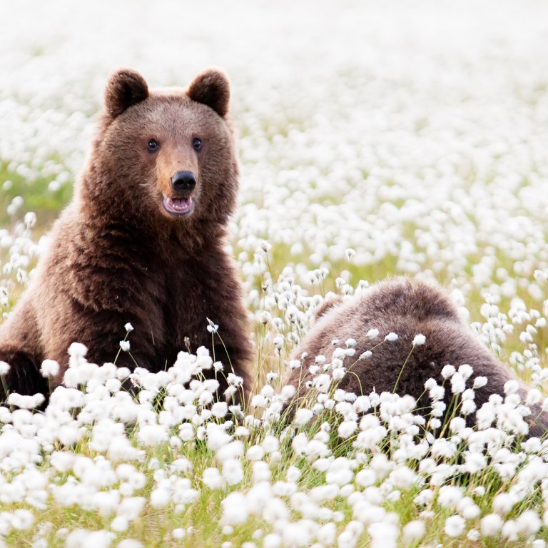 Two bears sitting in a meadow.