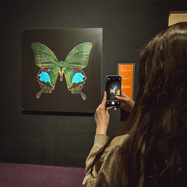 Woman taking photo of butterfly art