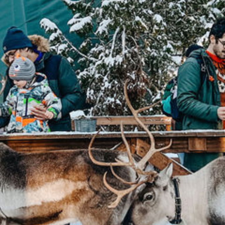 Families and groups feeding reindeers during winter