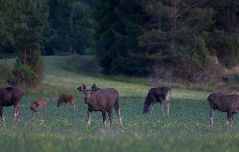 Group of Elks feeding on the field.