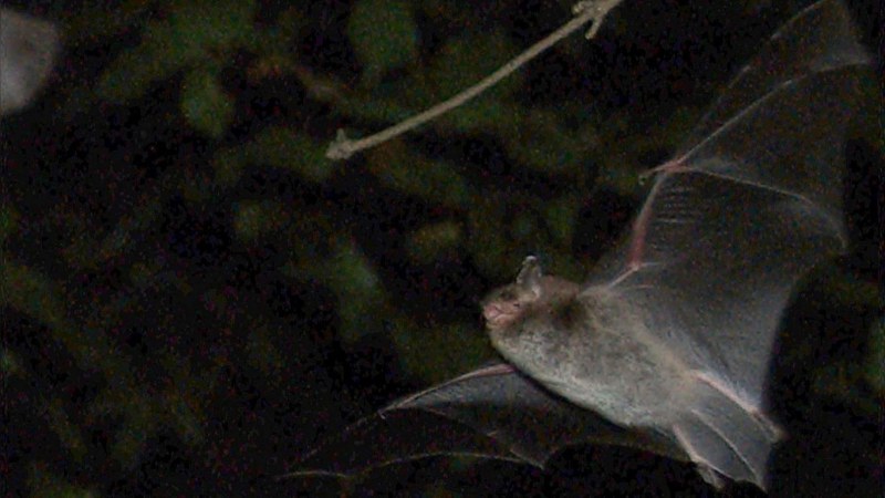 Bat and bird excursion to Laajalahti