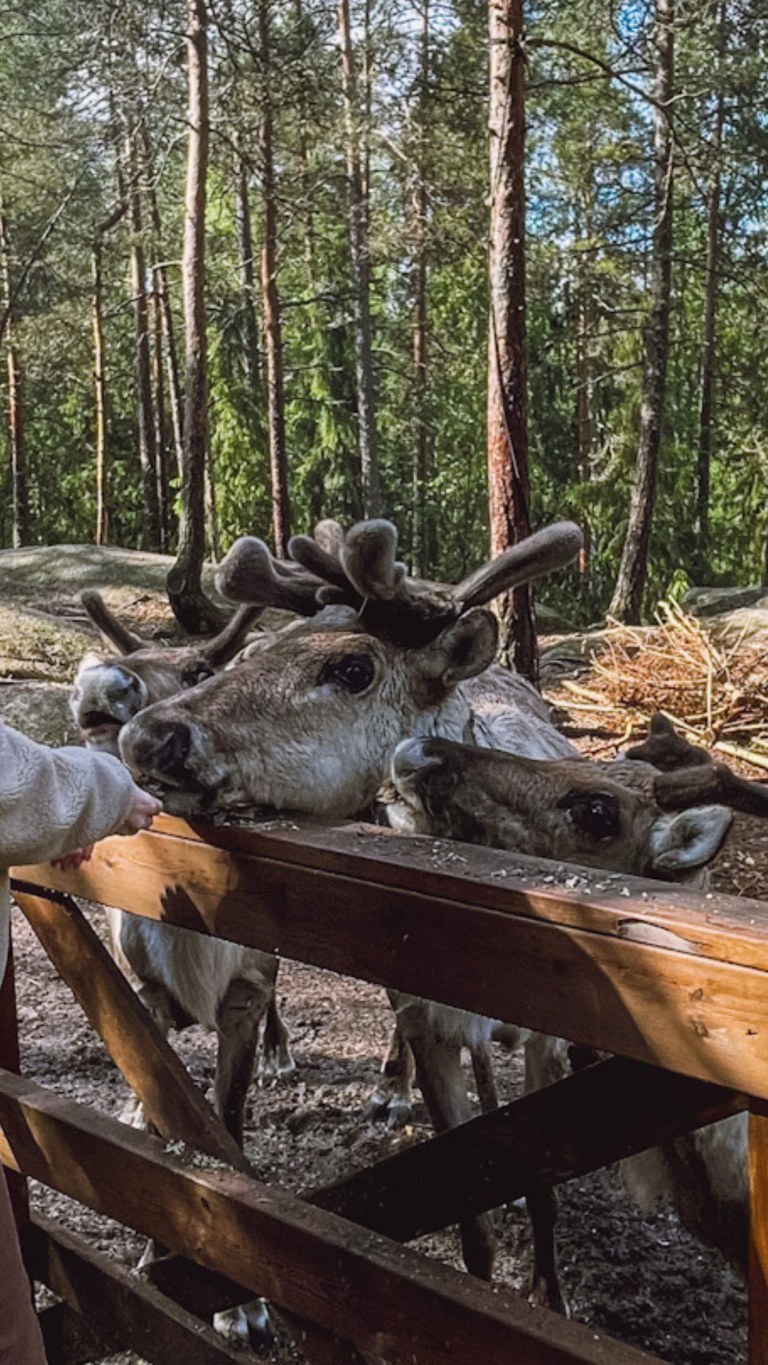 woman feeding reindeer