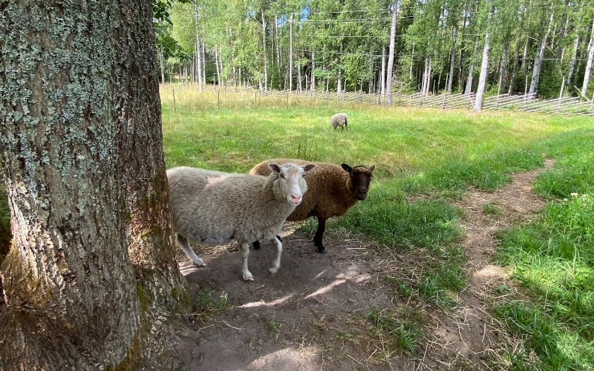 Two sheeps at Pentala island