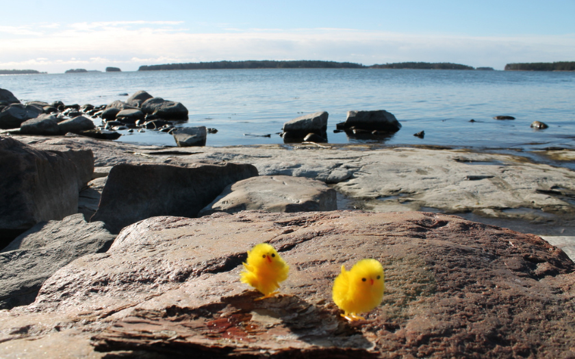Two decorative yellow chickens on rocky beach with sea on the horizont