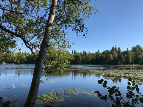 Sunny Gallräsk lake