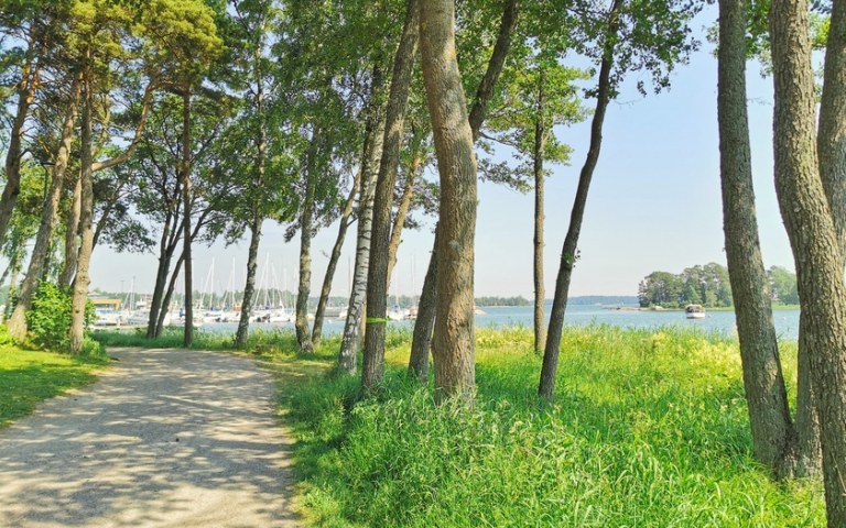 A sandy footpath near the beach, surrounded by trees and flora.