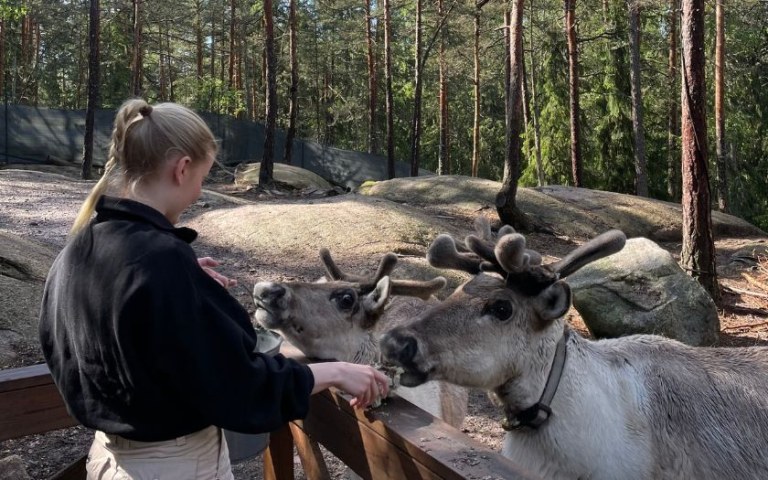 Woman feeding reindeers
